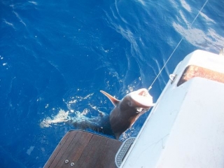 Pesca de tiburon